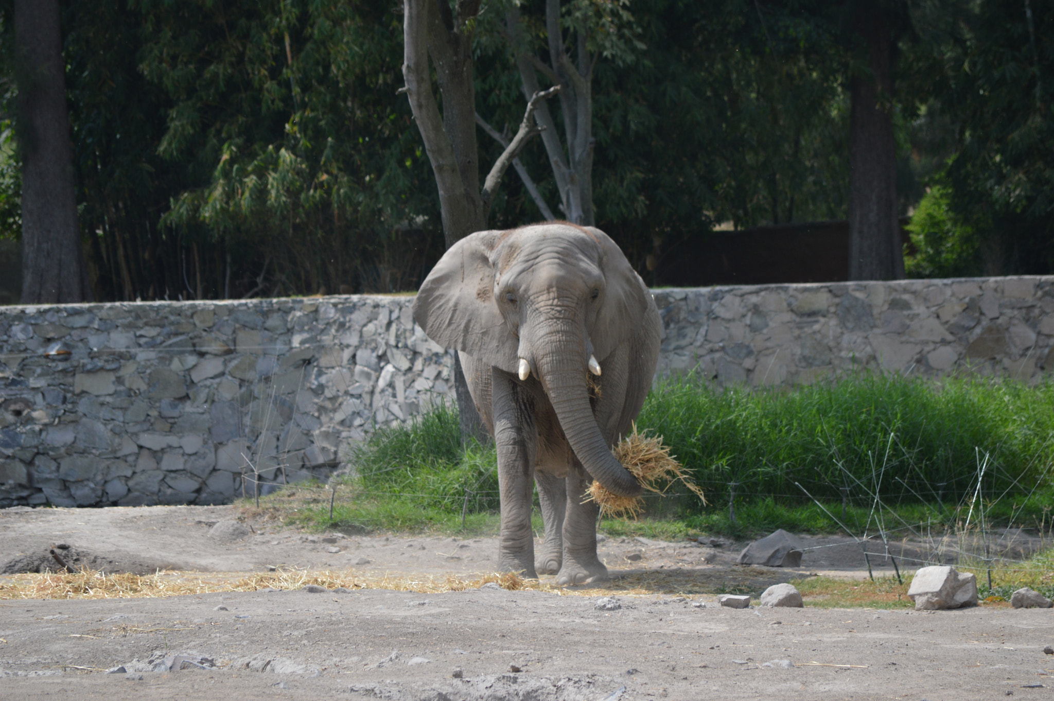 Nikon D3200 sample photo. Comiendo tranquolo photography