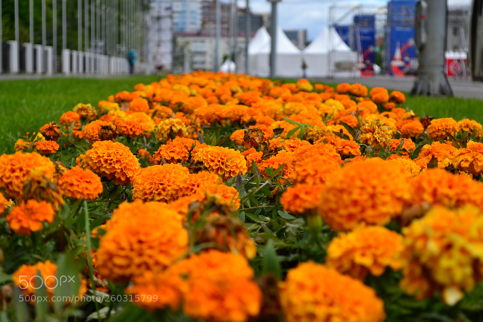 Nikon D3100 sample photo. Good morning, samara! photography