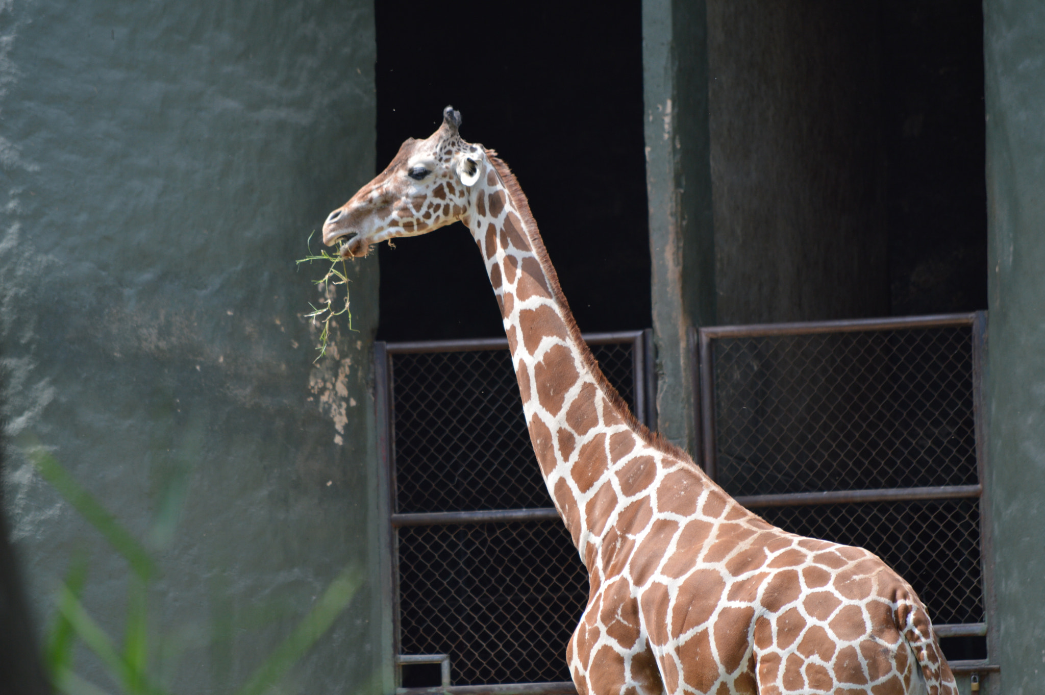 Nikon D3200 sample photo. Jack comiendo photography