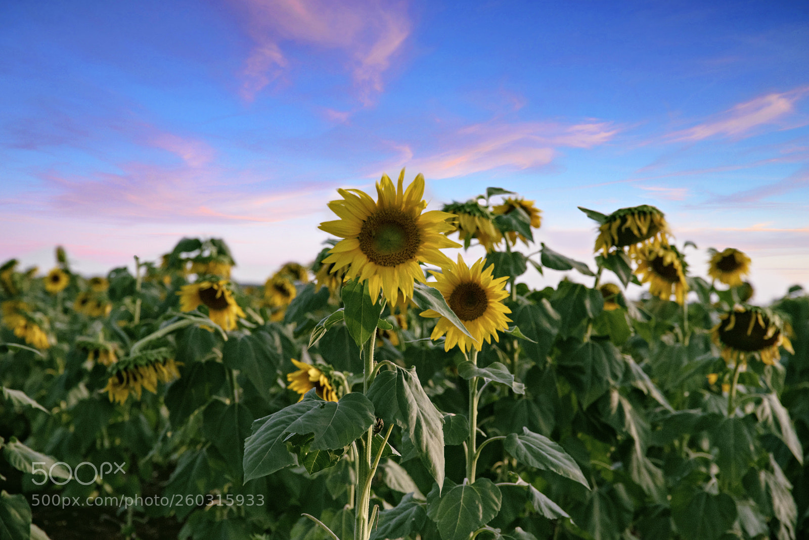 Nikon D750 sample photo. Landscapes/fields photography