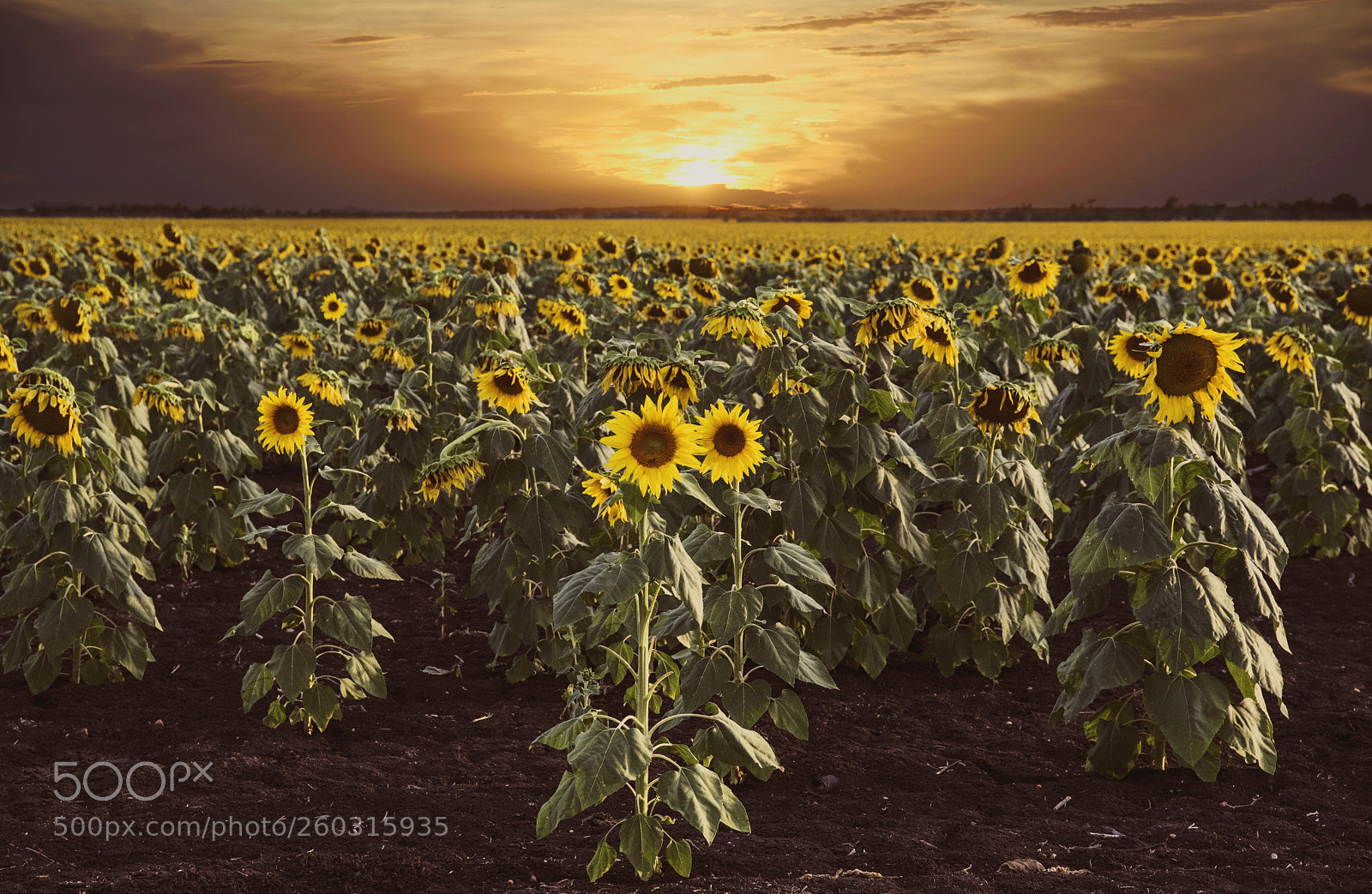Nikon D750 sample photo. Landscapes/fields photography