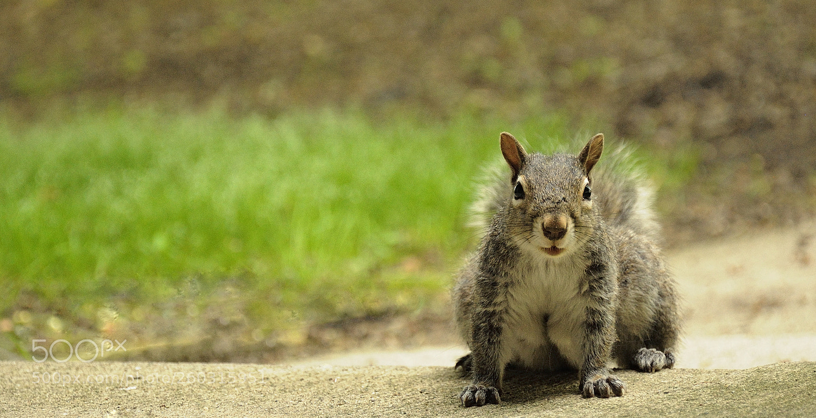 Nikon D90 sample photo. Squirrel_2 photography
