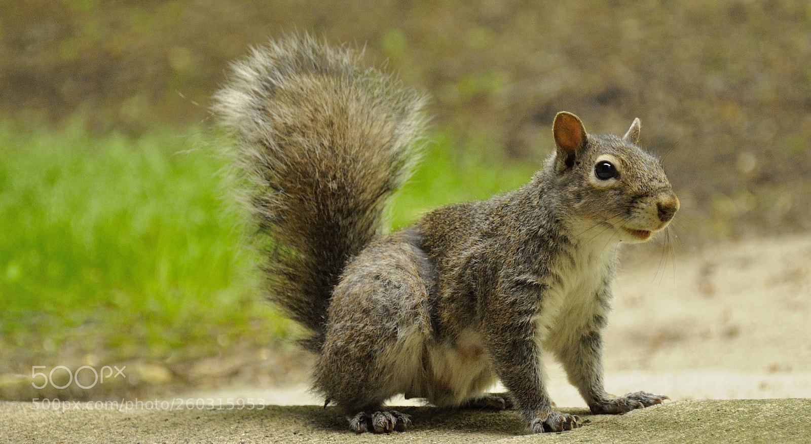 Nikon D90 sample photo. Squirrel_1 photography