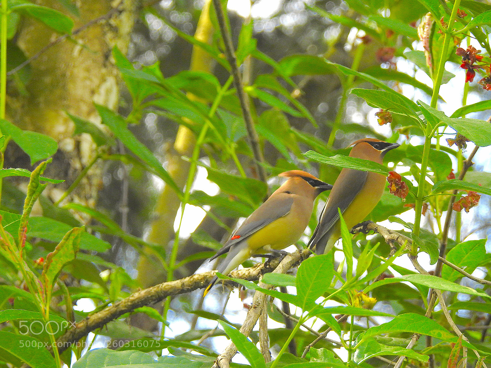 Nikon Coolpix P900 sample photo. Cedar waxwing photography