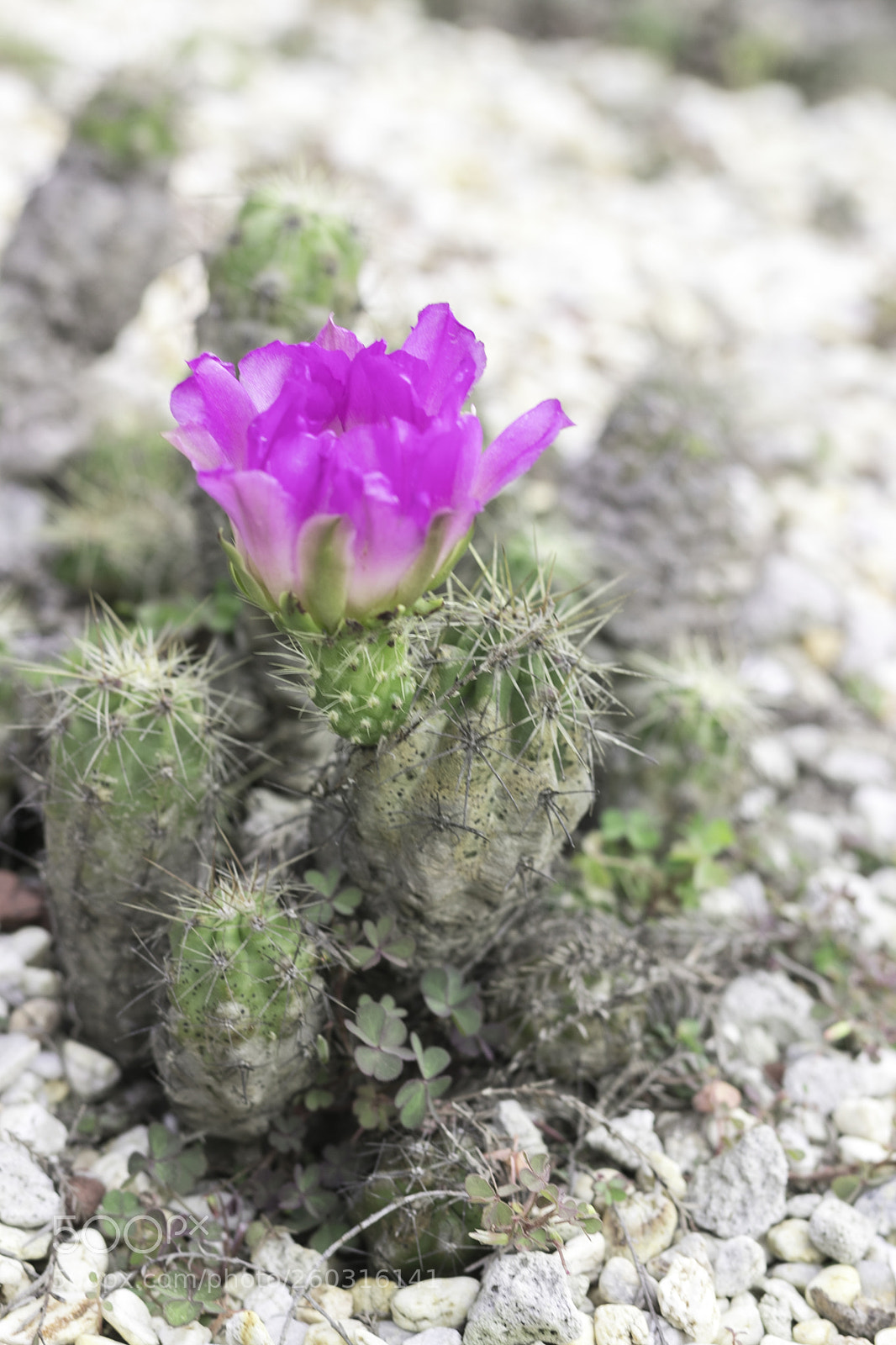 Canon EOS 80D sample photo. Cactus photography
