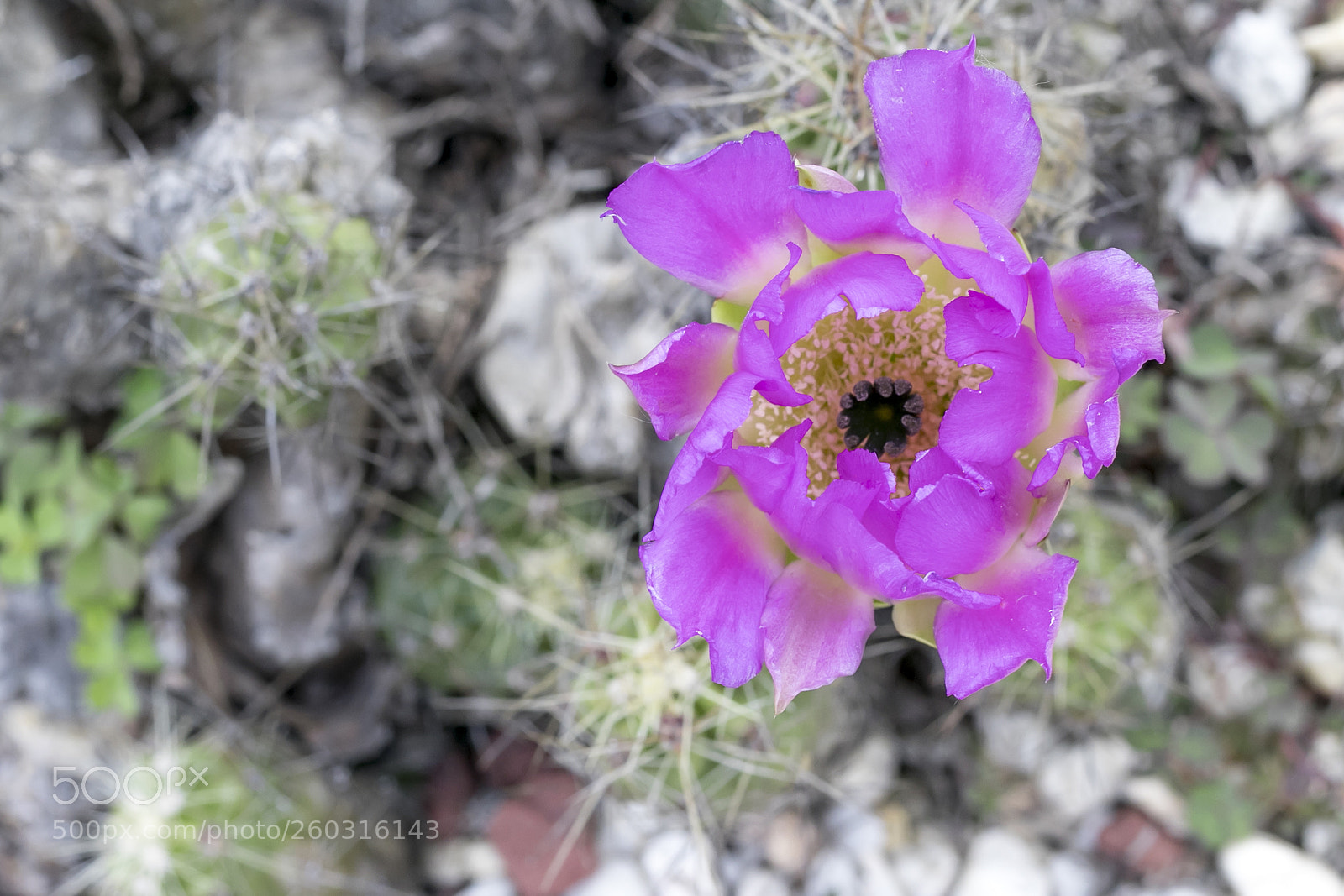 Canon EOS 80D sample photo. Cactus photography