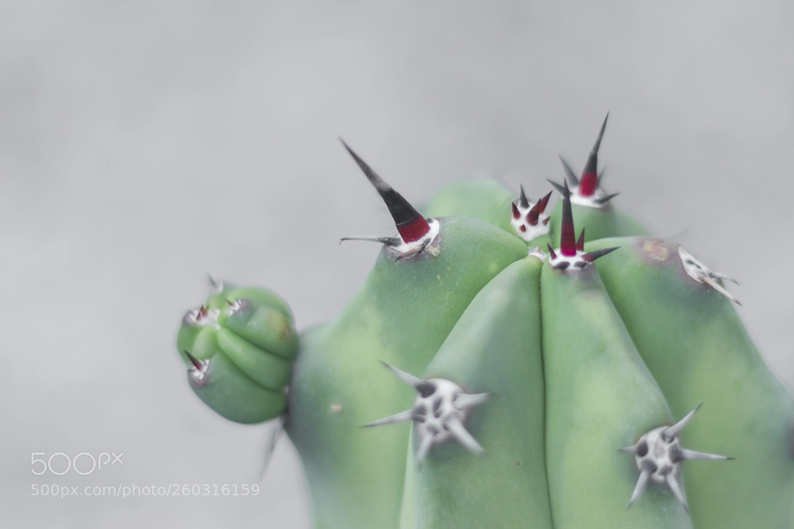 Canon EOS 80D sample photo. Cactus photography