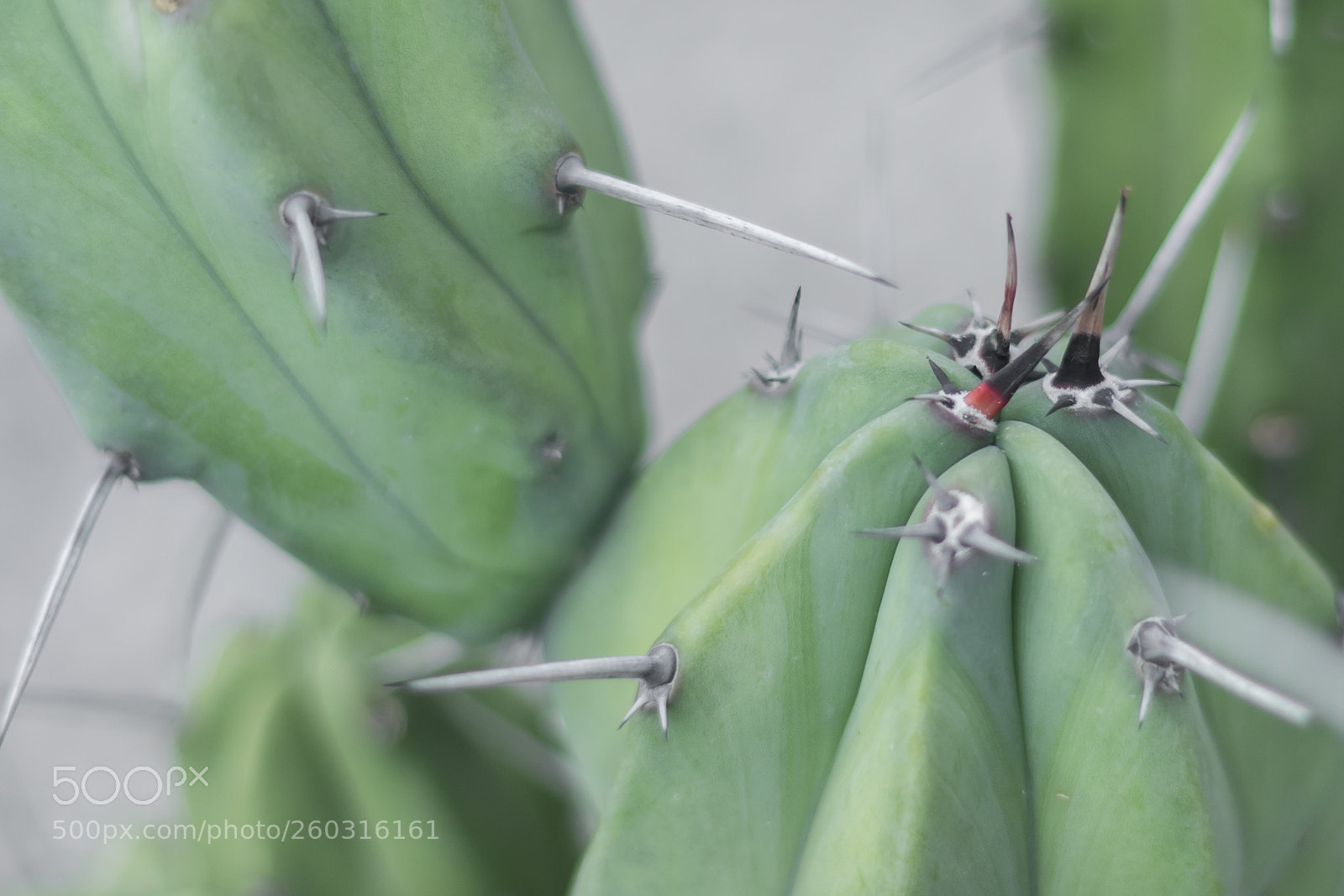 Canon EOS 80D sample photo. Cactus photography