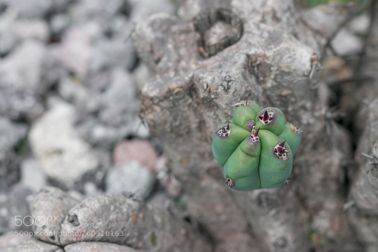 Canon EOS 80D sample photo. Cactus photography