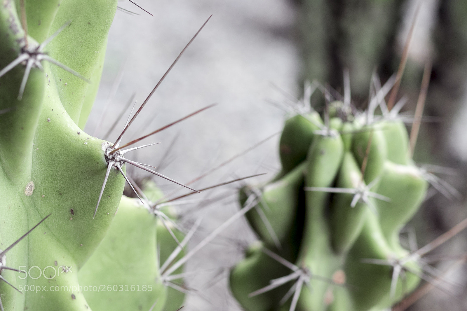 Canon EOS 80D sample photo. Cactus photography
