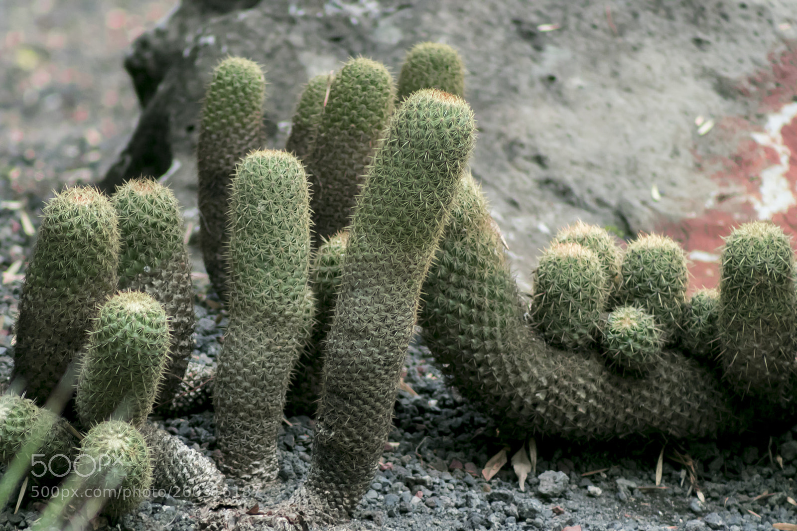Canon EOS 80D sample photo. Cactus photography