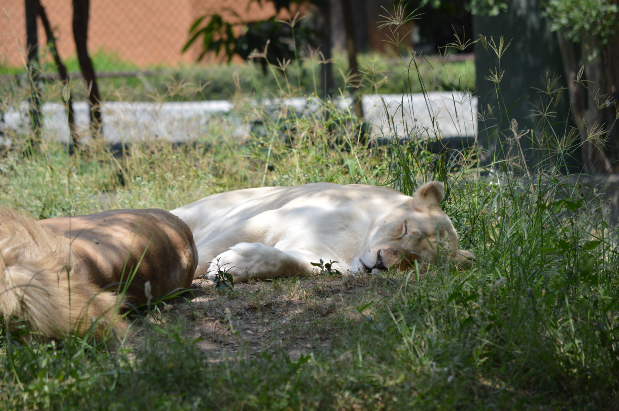 Nikon D3200 sample photo. Gatutos dormilones photography