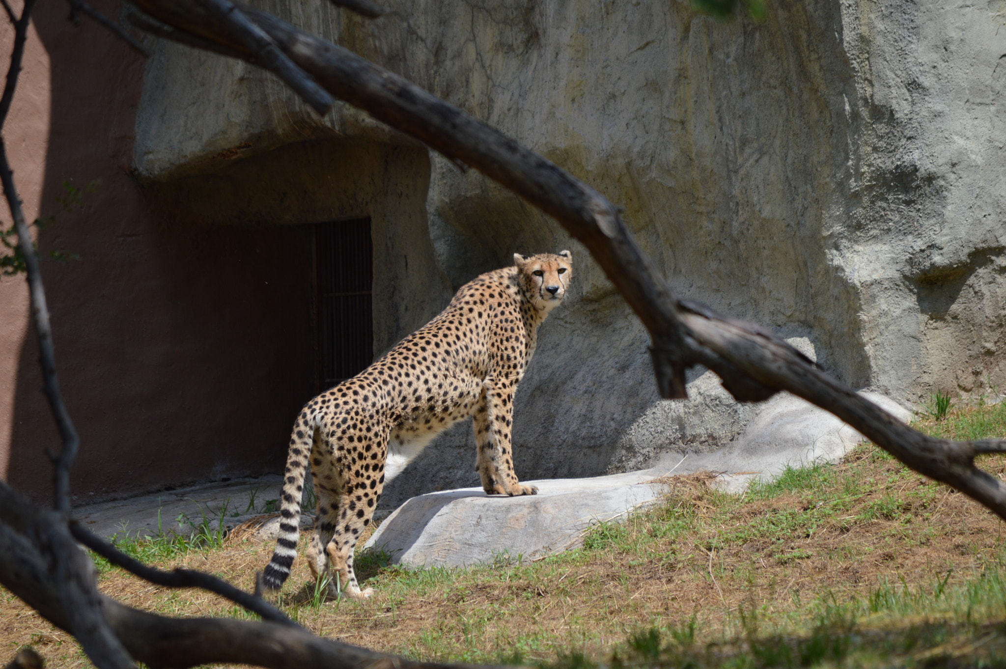 Nikon D3200 sample photo. Vigilancia photography