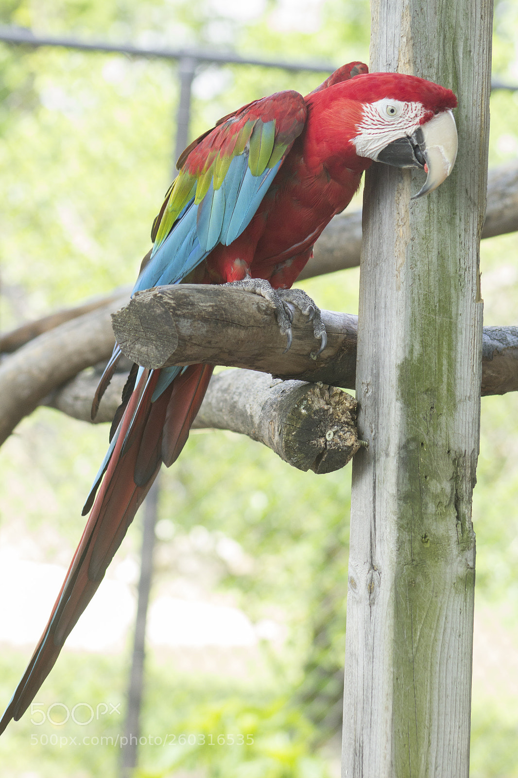 Canon EOS 1200D (EOS Rebel T5 / EOS Kiss X70 / EOS Hi) sample photo. Parrot perched on wood. photography