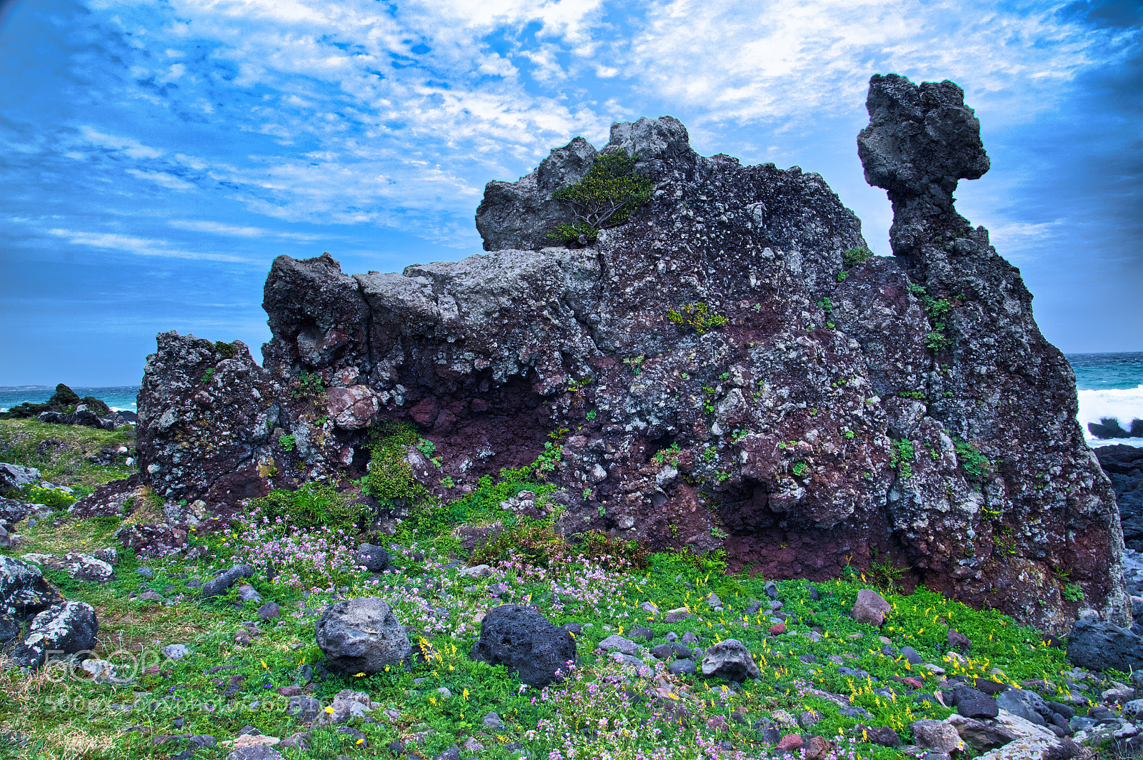 Nikon D500 sample photo. A coastal garden photography