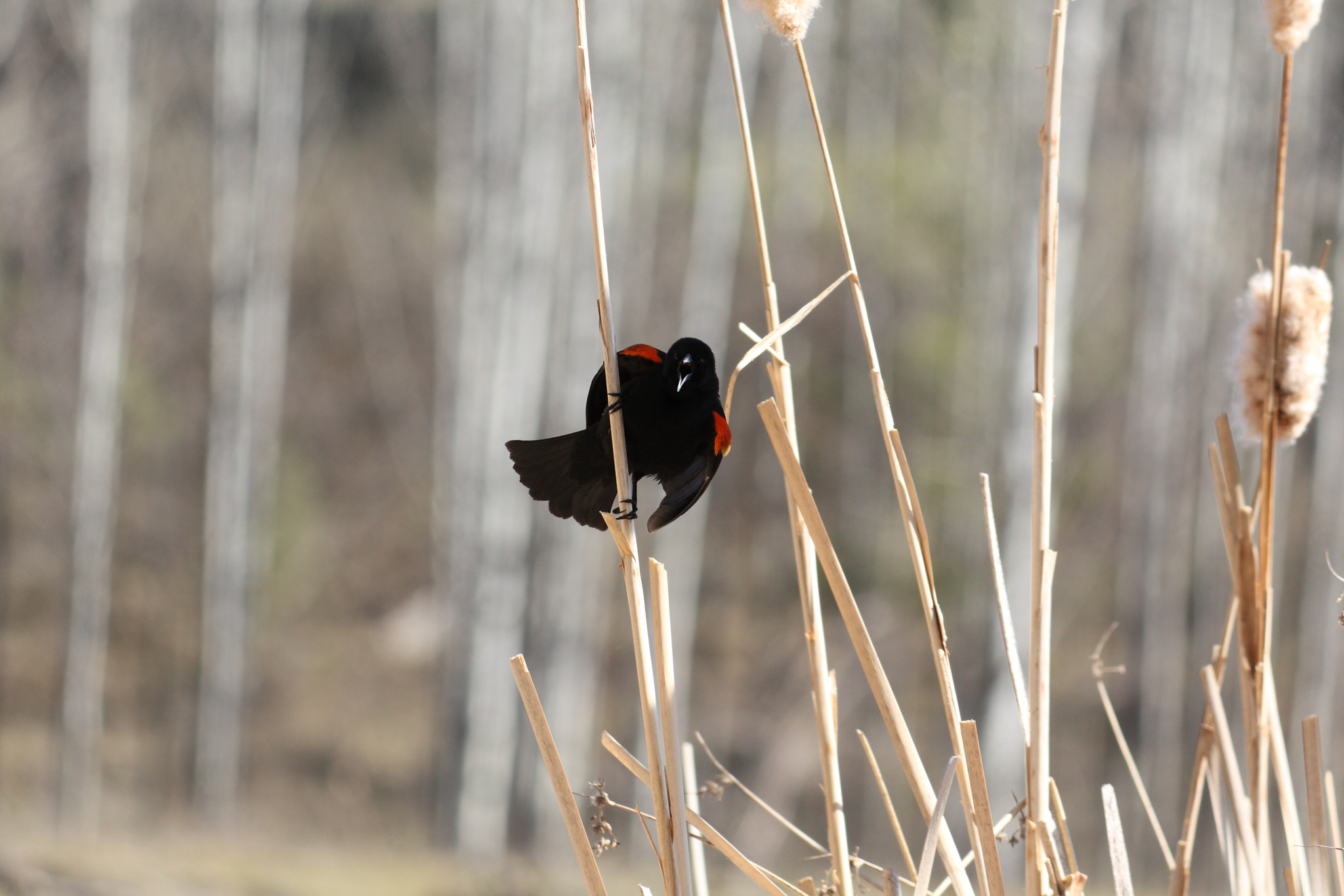 Canon EF-S 55-250mm F4-5.6 IS sample photo. Red-winged blackbird photography