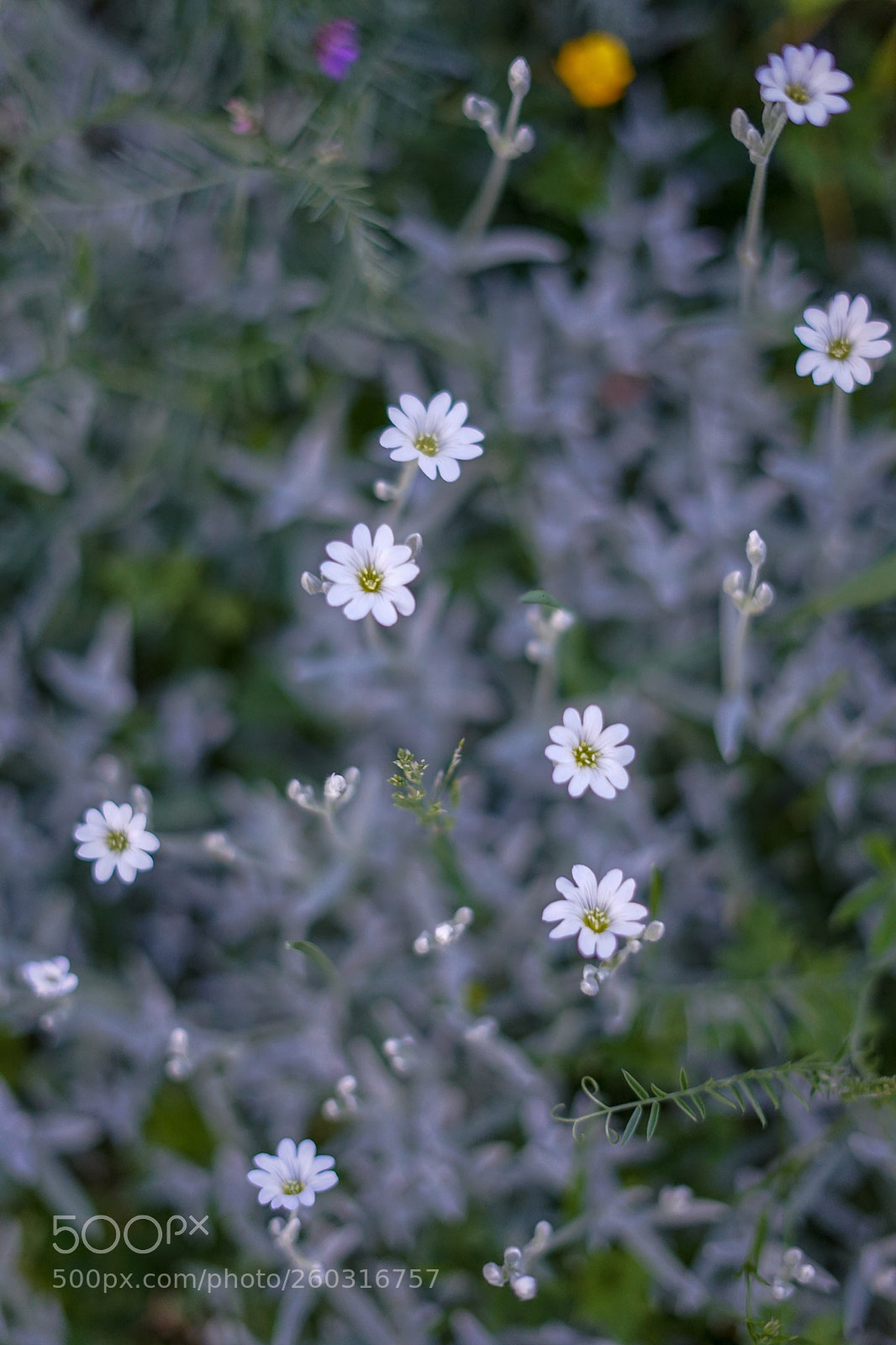 Sony a7 II sample photo. First rockery flowers photography