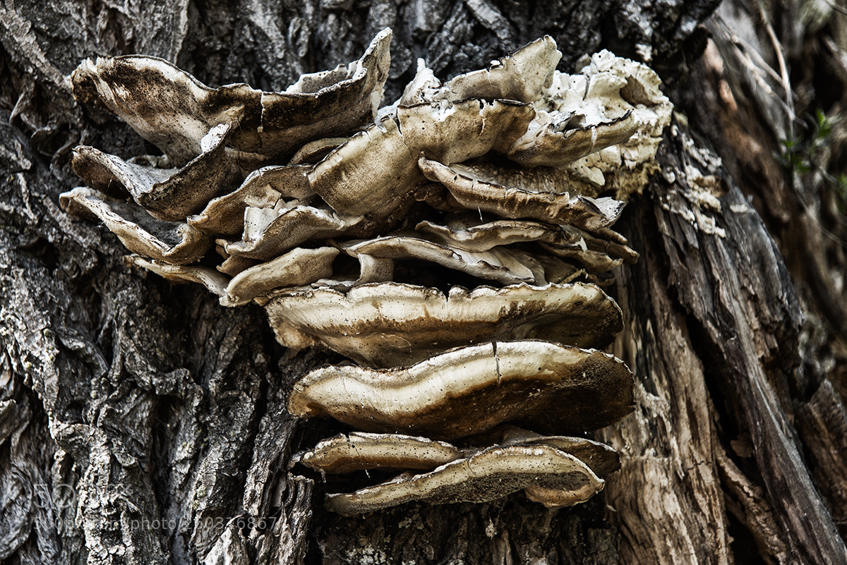 Nikon D800 sample photo. Mushroom season photography