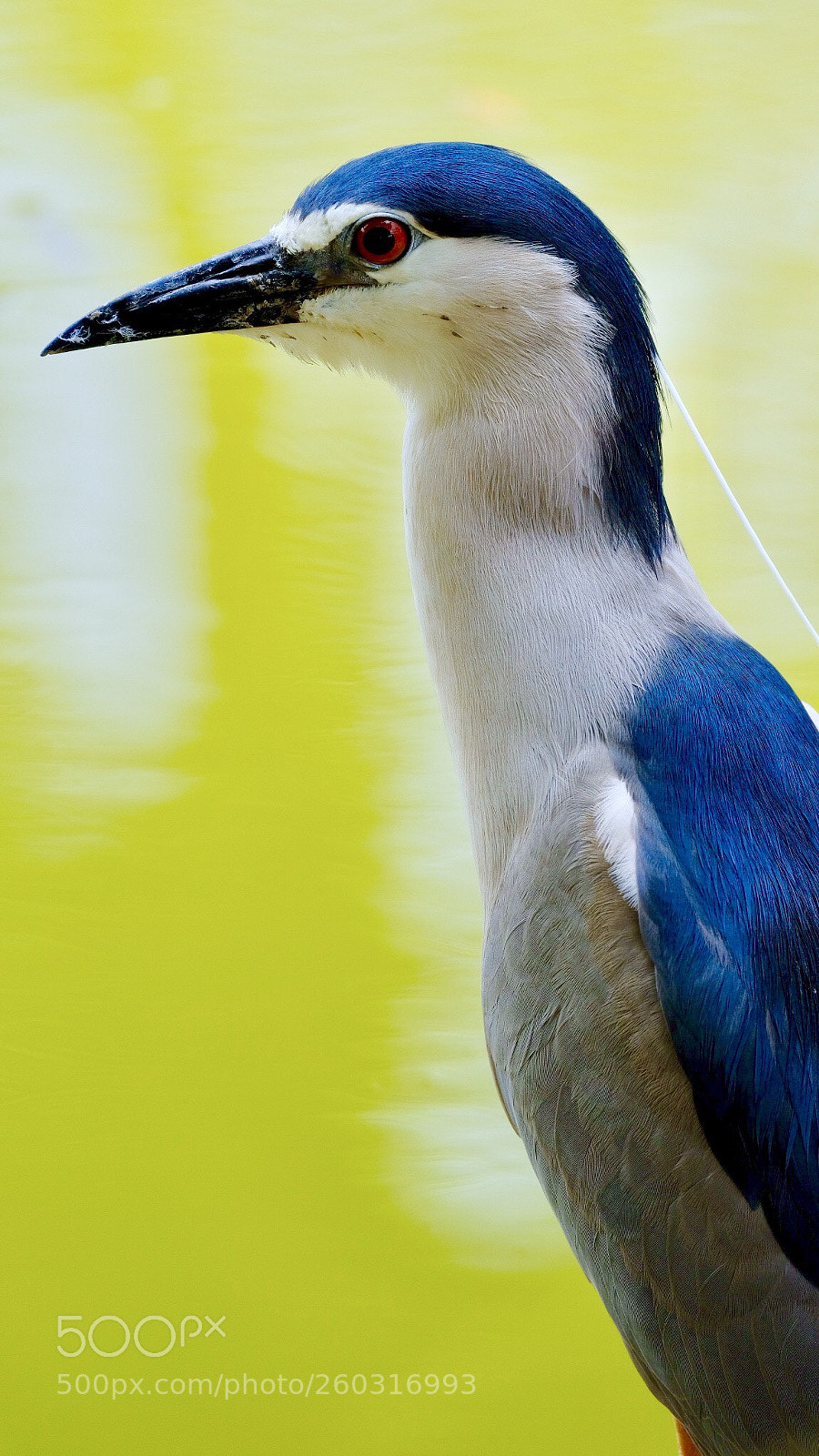 Fujifilm X-H1 sample photo. 夜鷺 black-crowned night heron photography