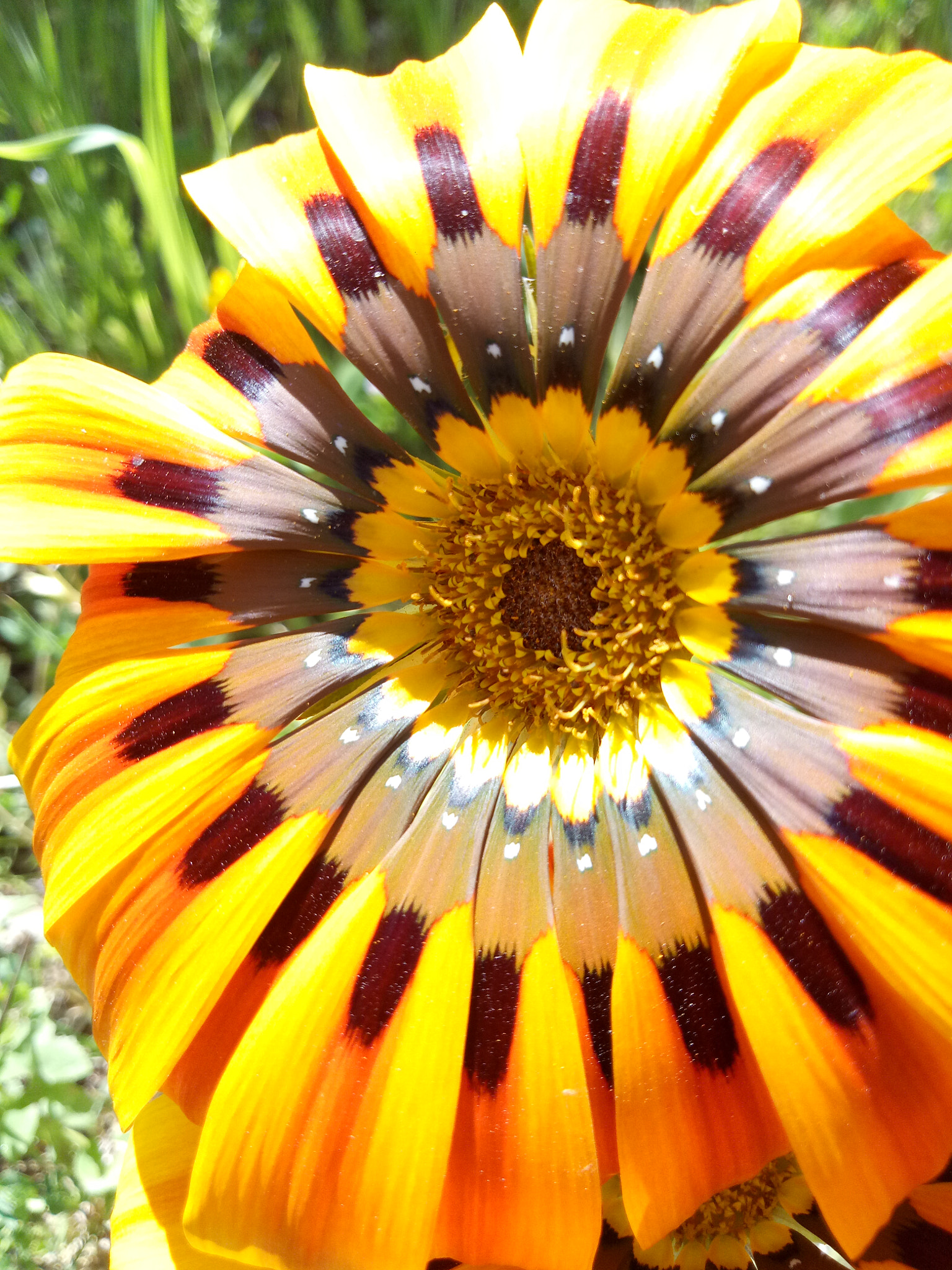 OPPO CPH1609 sample photo