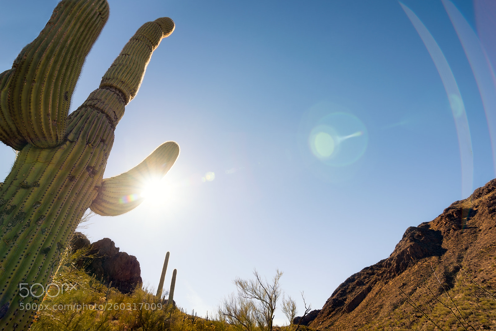 Nikon D750 sample photo. Arizona heat photography