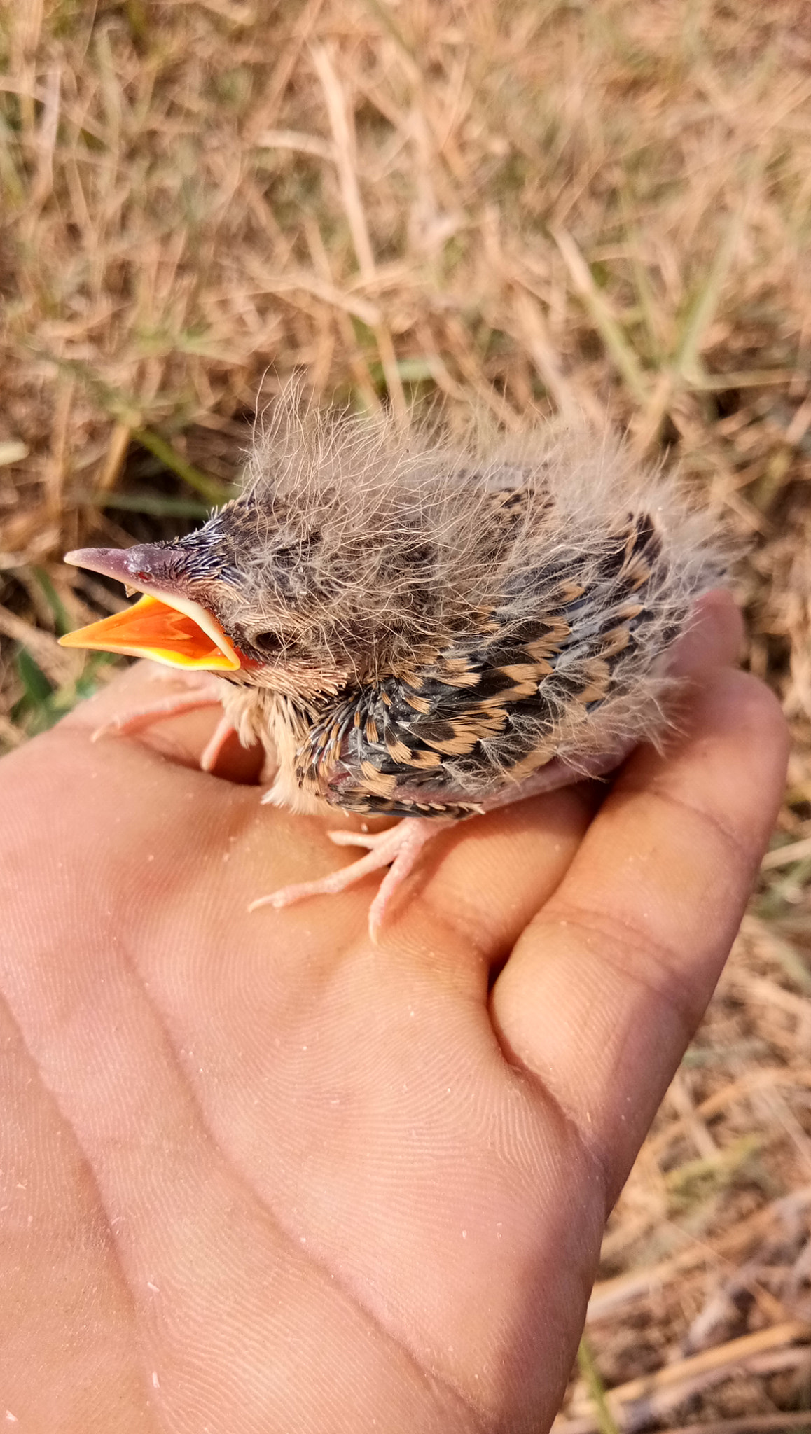 vivo 1601 sample photo. Indian  child bird buty photography