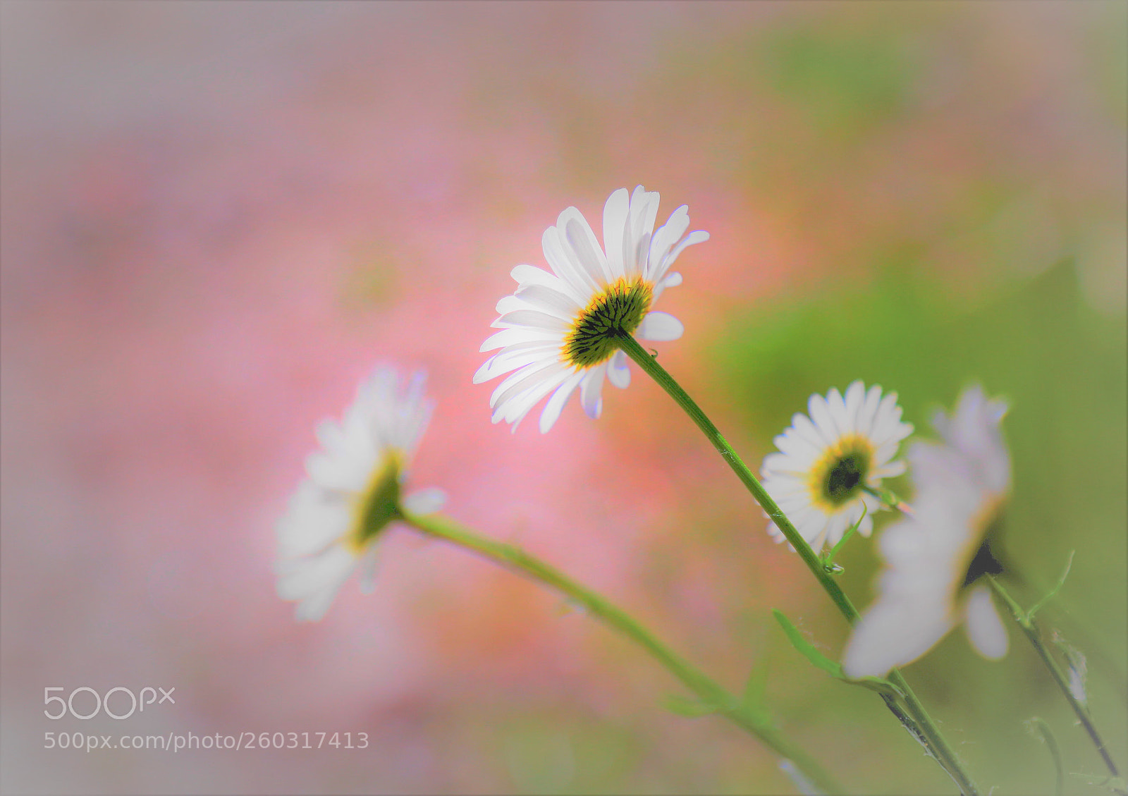 Canon EOS 6D Mark II sample photo. Although wild -- 野花的美 photography