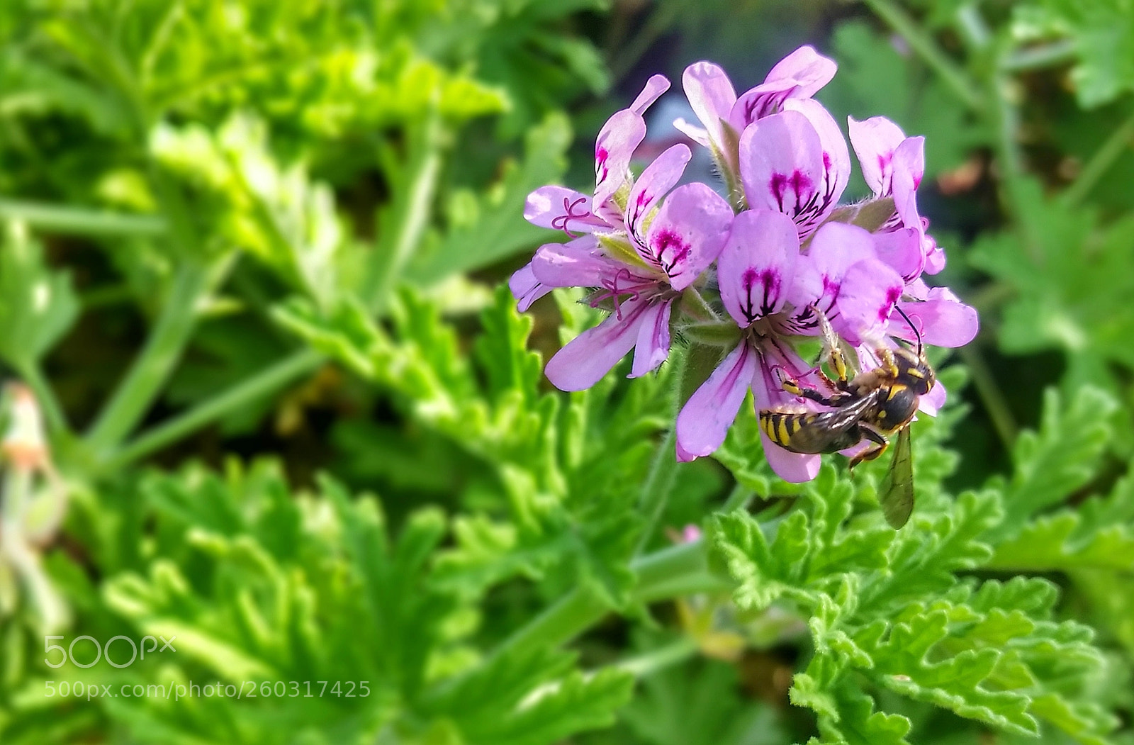 Samsung Galaxy S5 sample photo. Bee gathers pollen photography