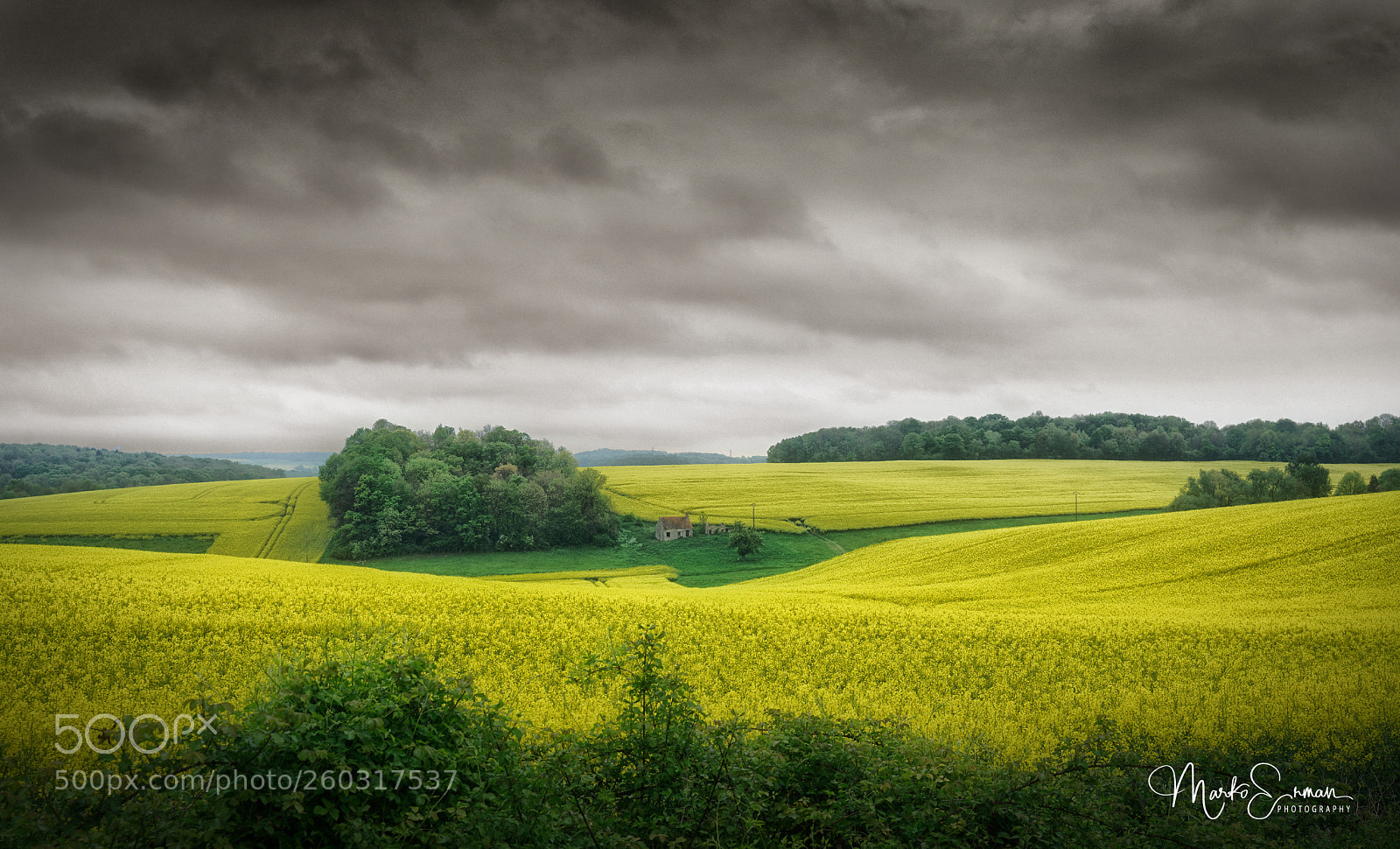 Sony a7R II sample photo. Rapeseed fields photography