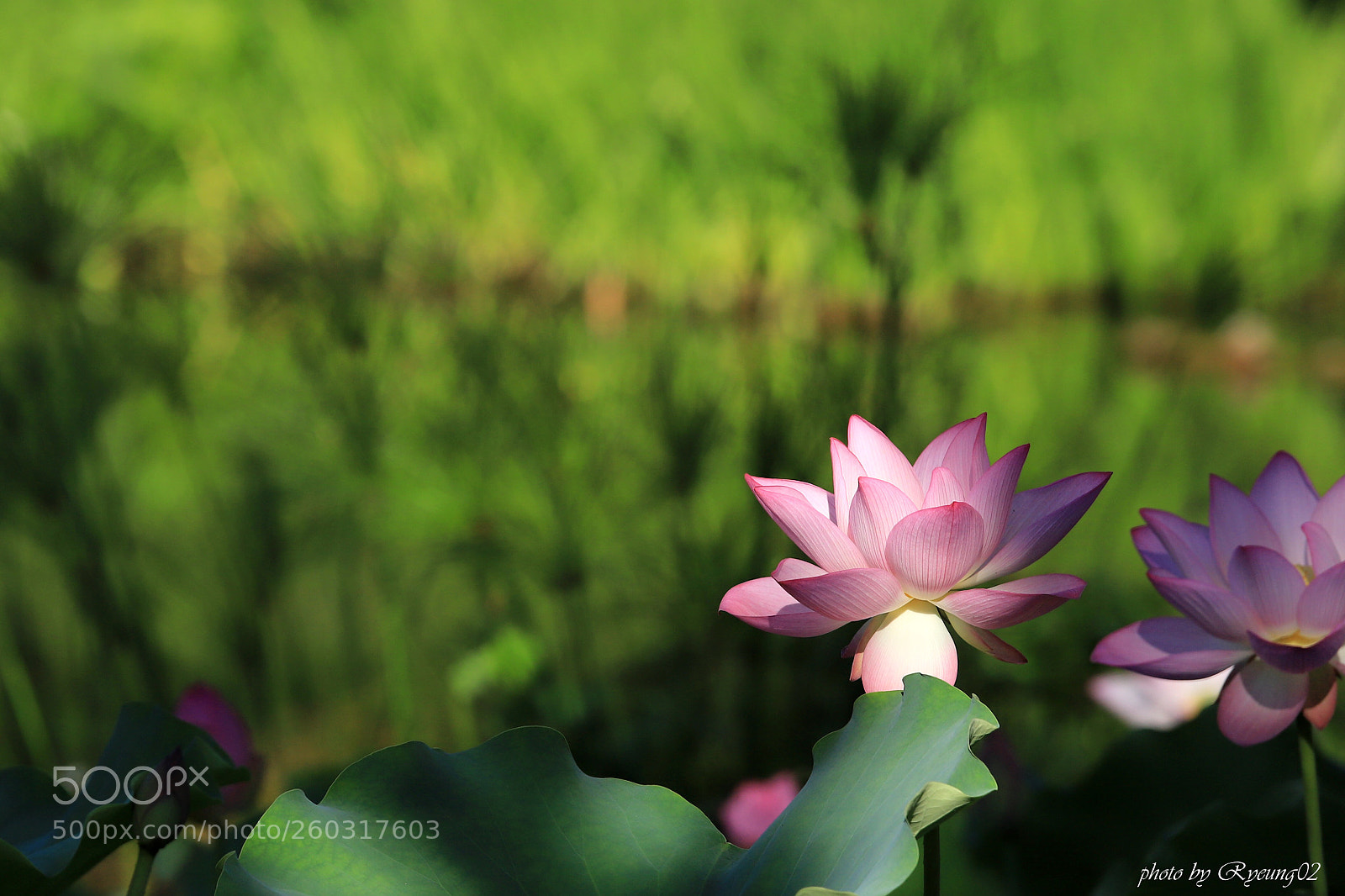 Canon EOS 6D Mark II sample photo. Lotus just awake photography