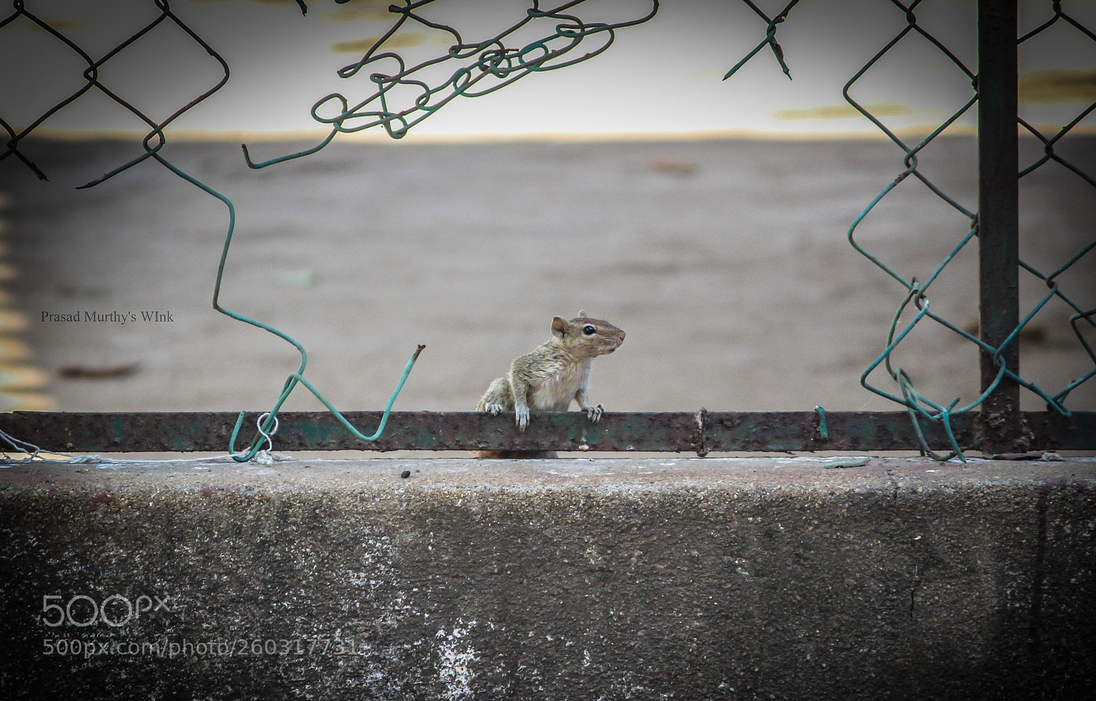 Canon EOS 1200D (EOS Rebel T5 / EOS Kiss X70 / EOS Hi) sample photo. Hulk squirrel escape scene photography
