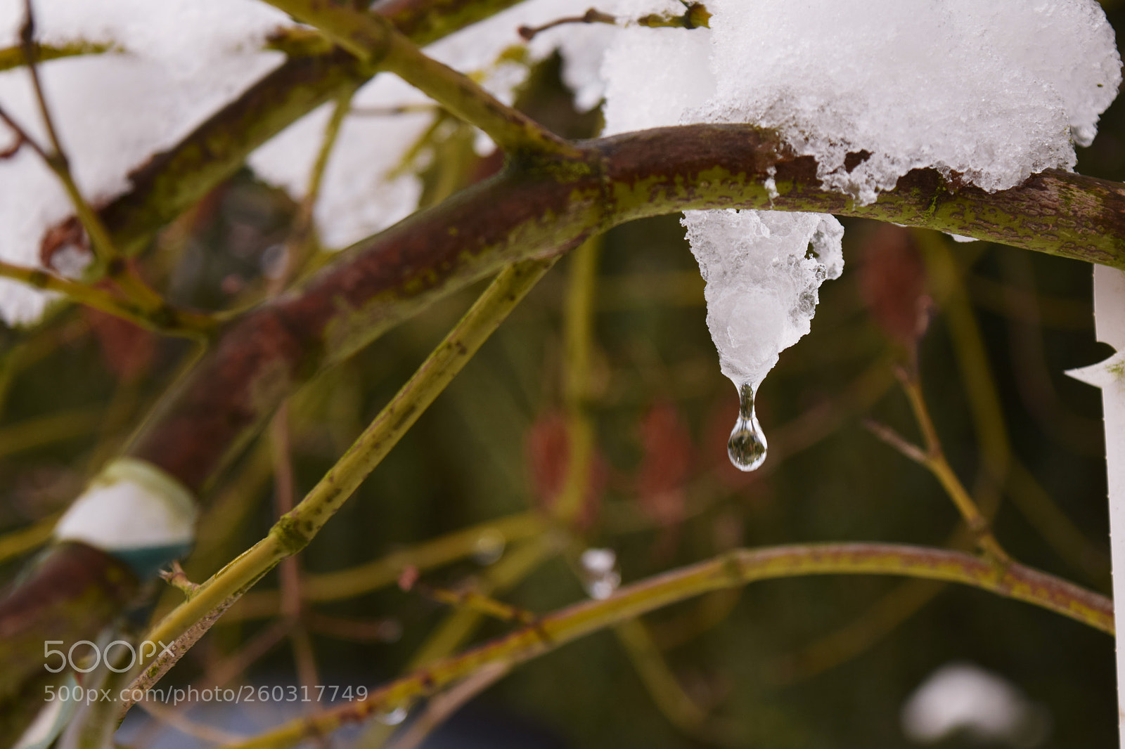 Nikon D3300 sample photo. Drip drip drop photography