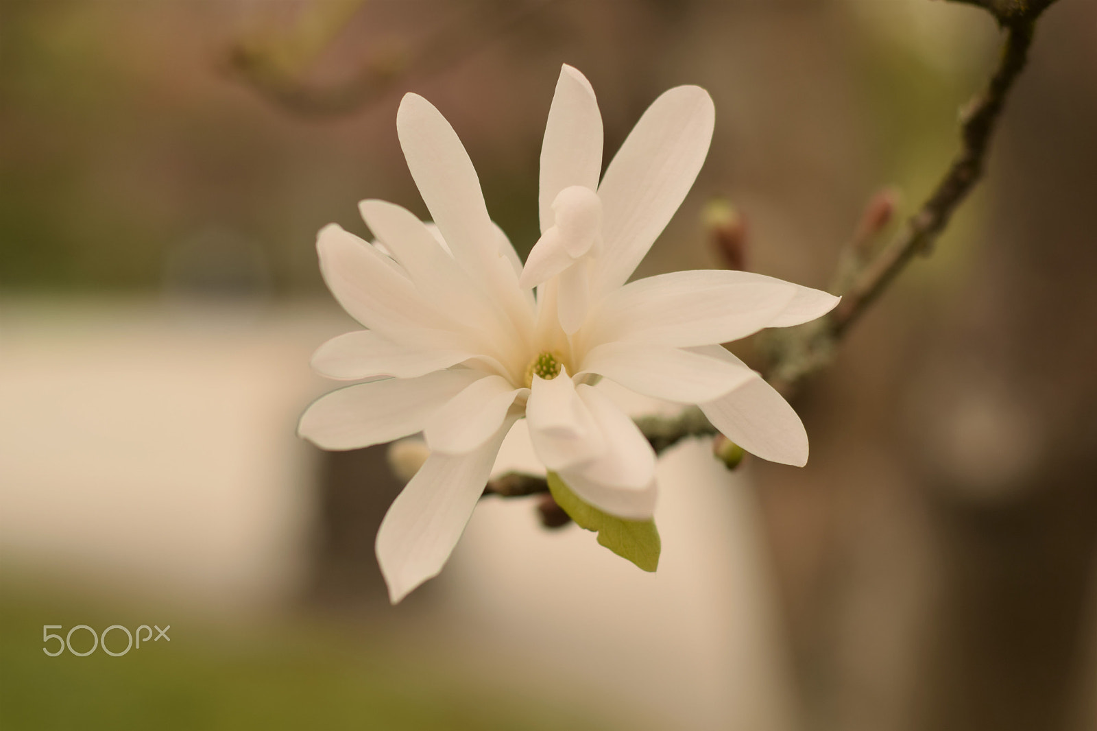 Nikon D3300 + Nikon AF Nikkor 50mm F1.8D sample photo. Delicate photography