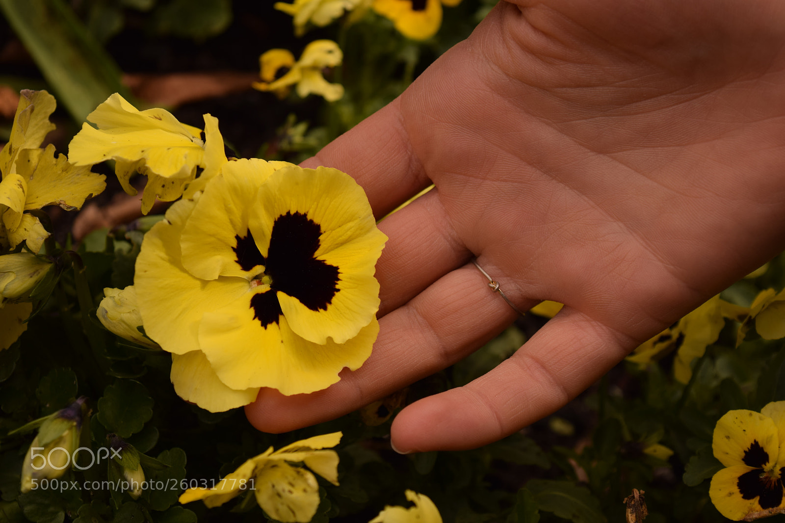 Nikon D3300 sample photo. Gentle touch photography