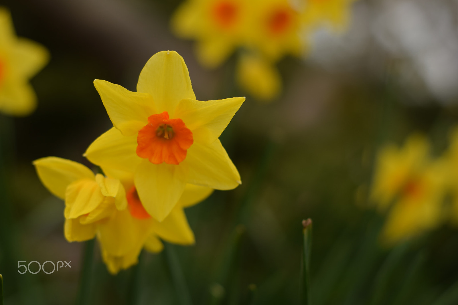 Nikon AF Nikkor 50mm F1.8D sample photo. In the wind photography