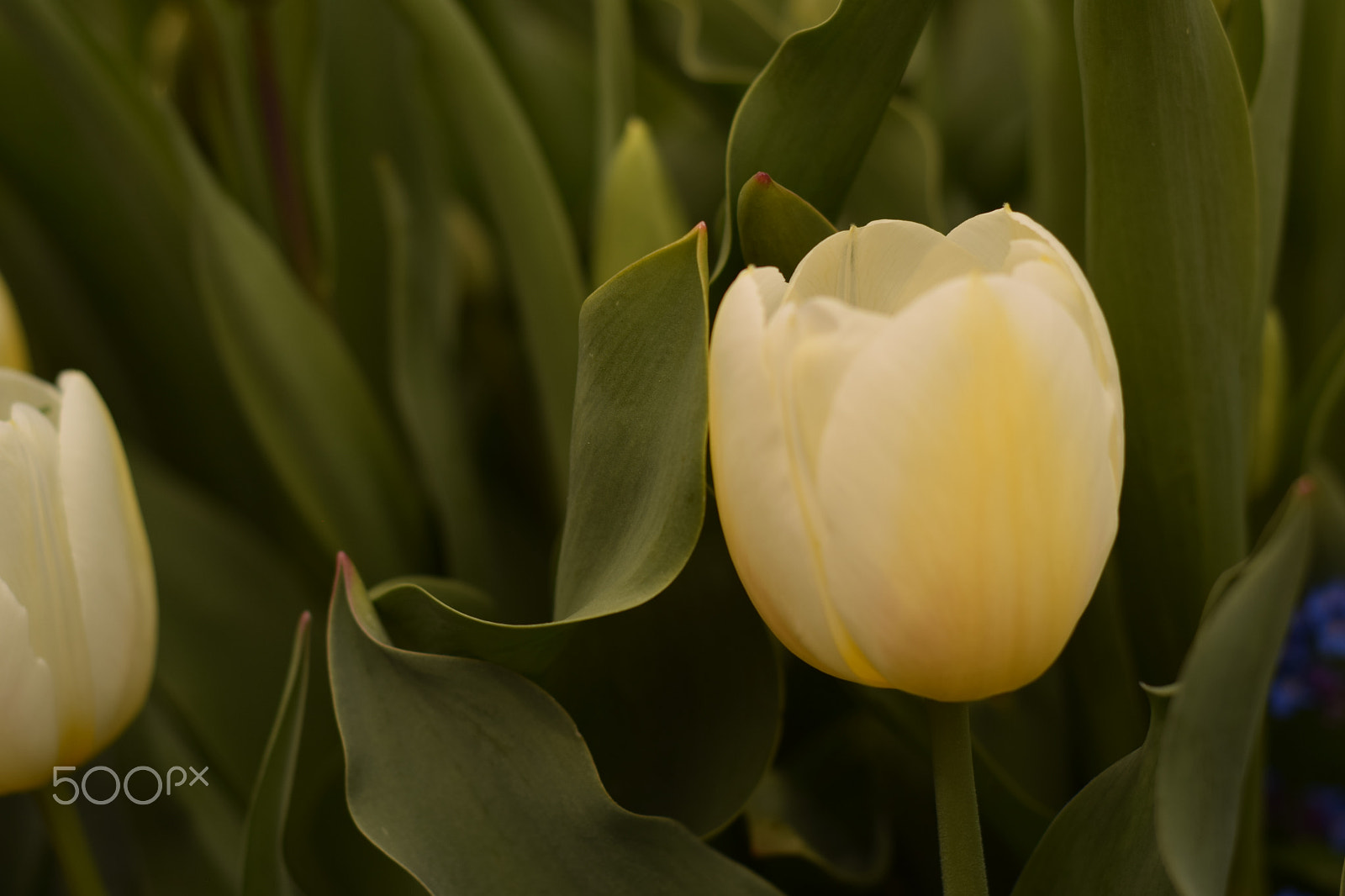 Nikon D3300 + Nikon AF Nikkor 50mm F1.8D sample photo. In the grass photography