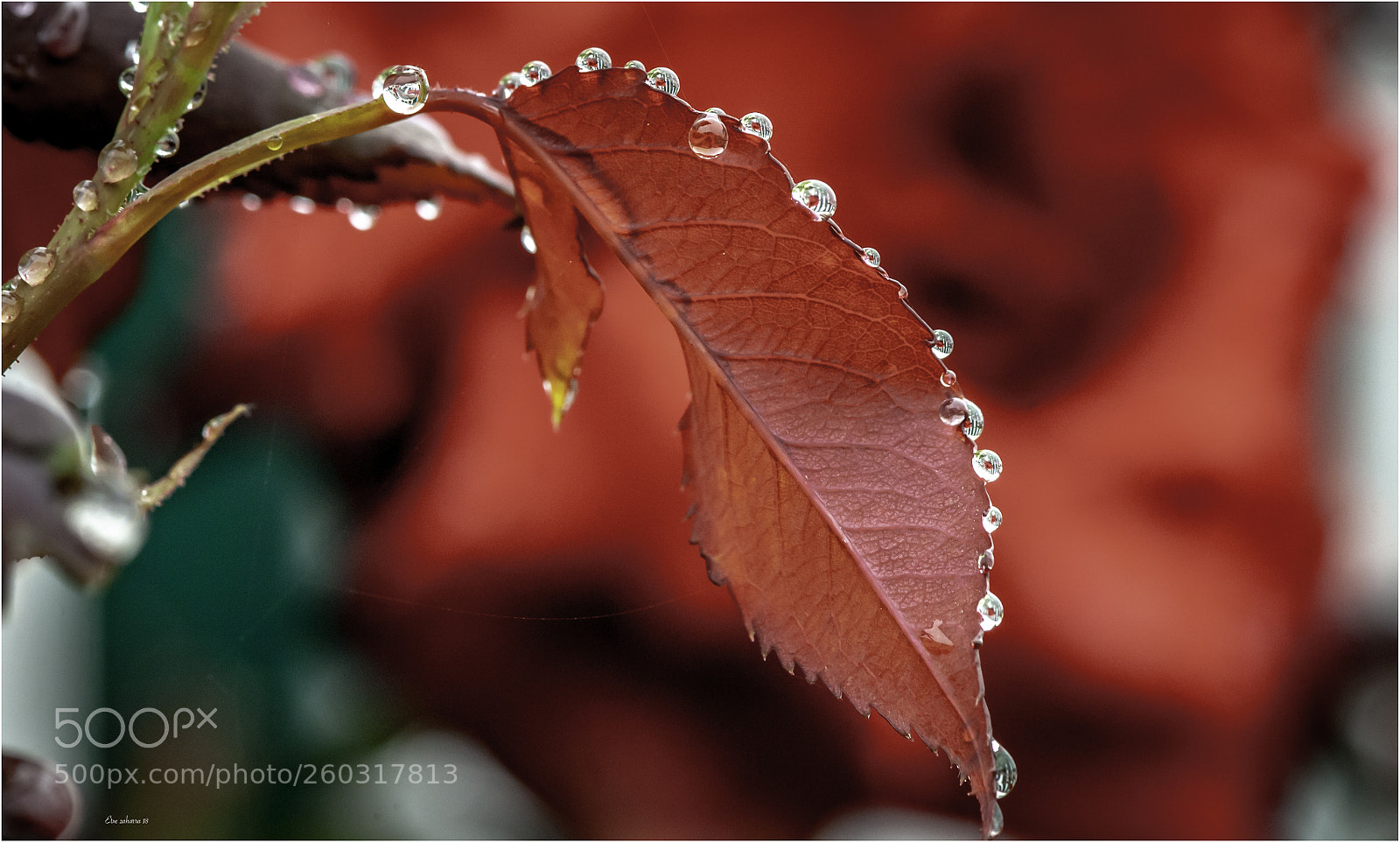 Nikon D300 sample photo. Acaba de llover photography