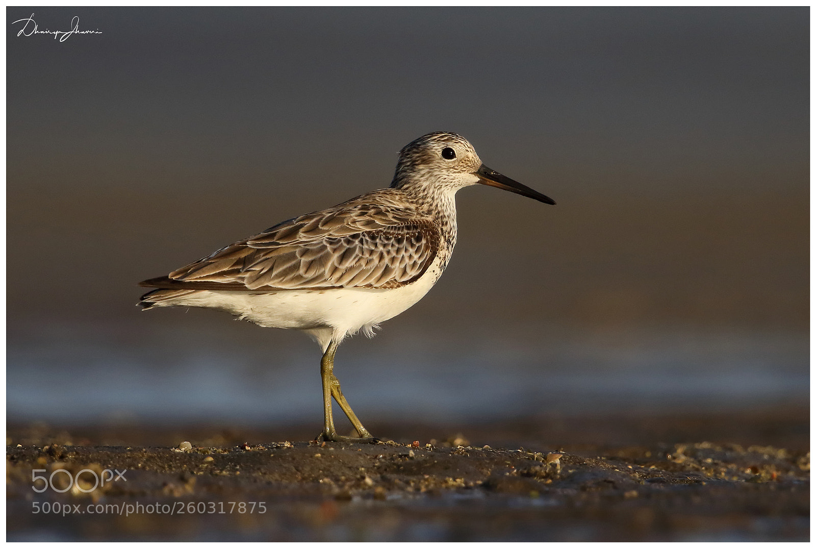 Canon EOS 7D Mark II sample photo. Great knot photography