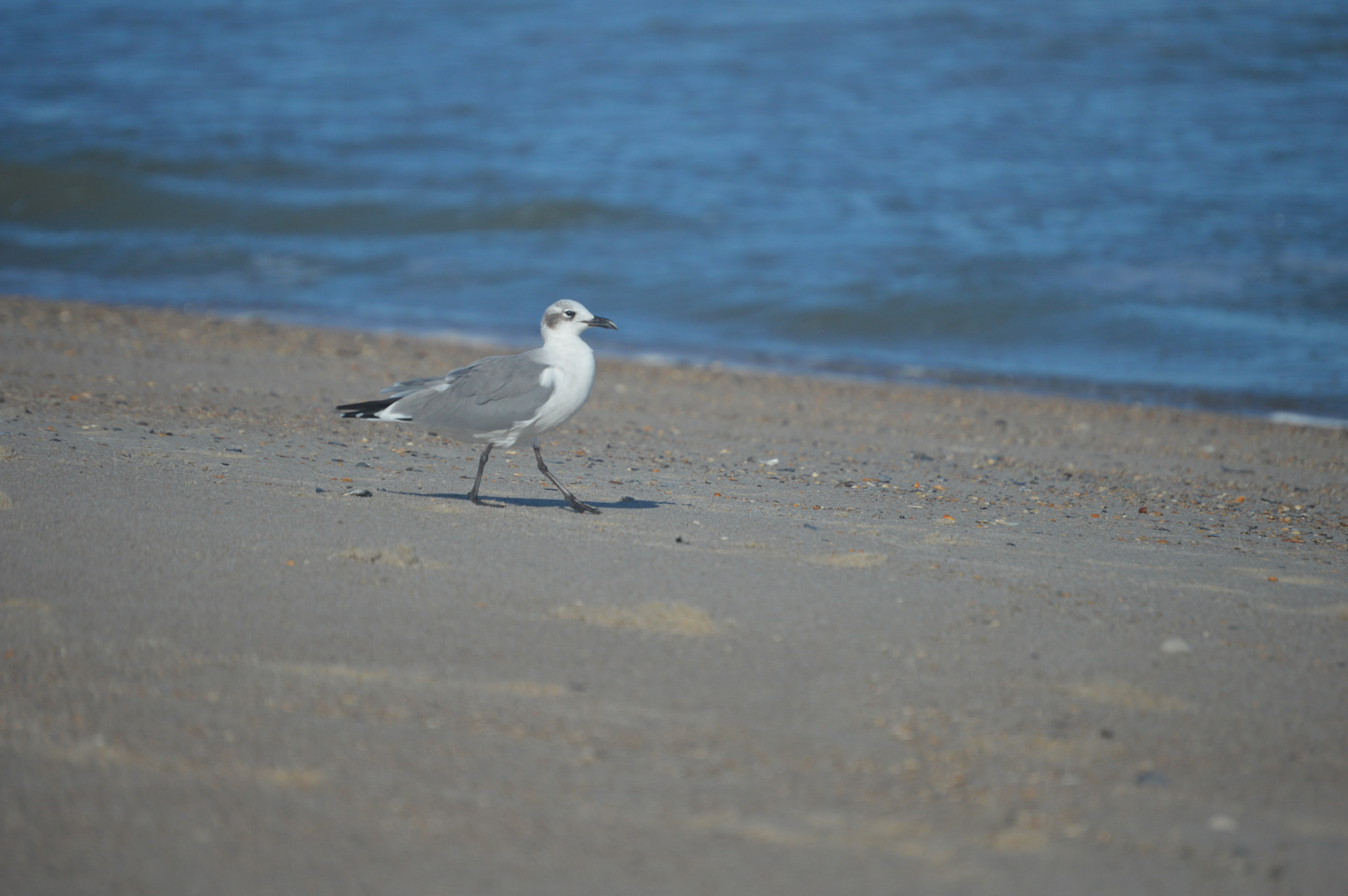 Nikon AF-S DX Nikkor 55-200mm F4-5.6G ED sample photo. Beach bird photography