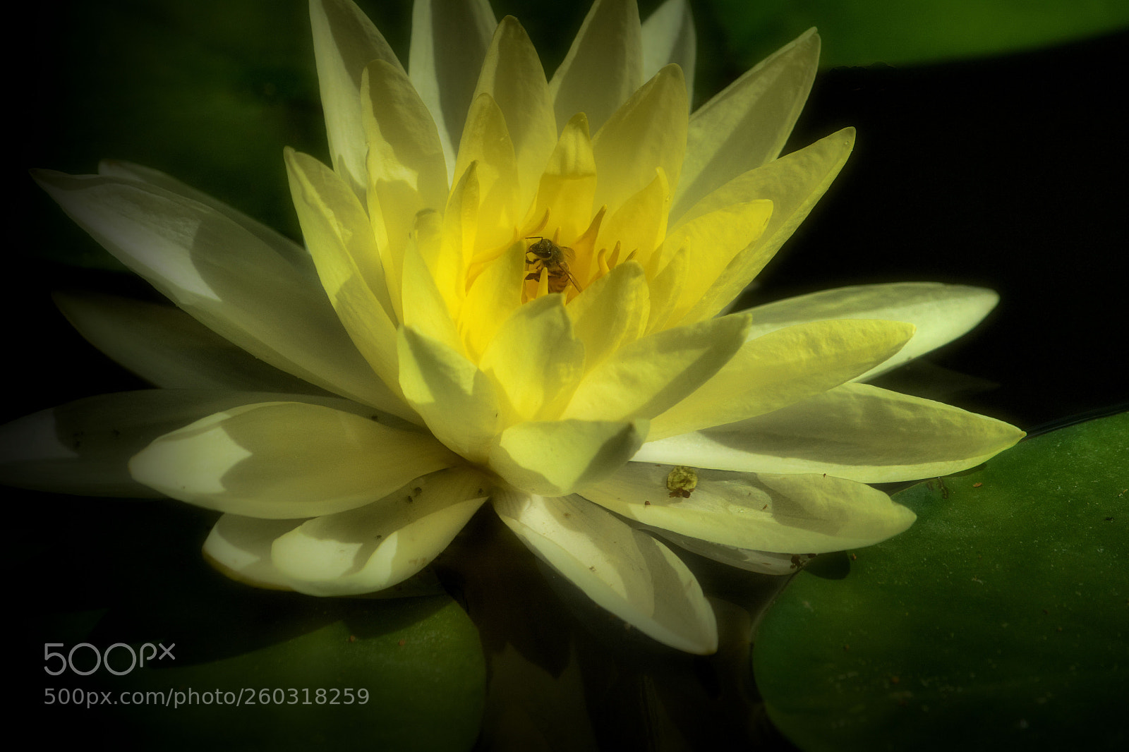 Nikon D5200 sample photo. Buzzy photography