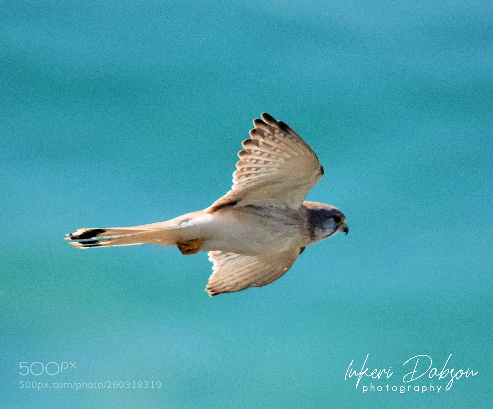 Nikon D5300 sample photo. Kestrel photography