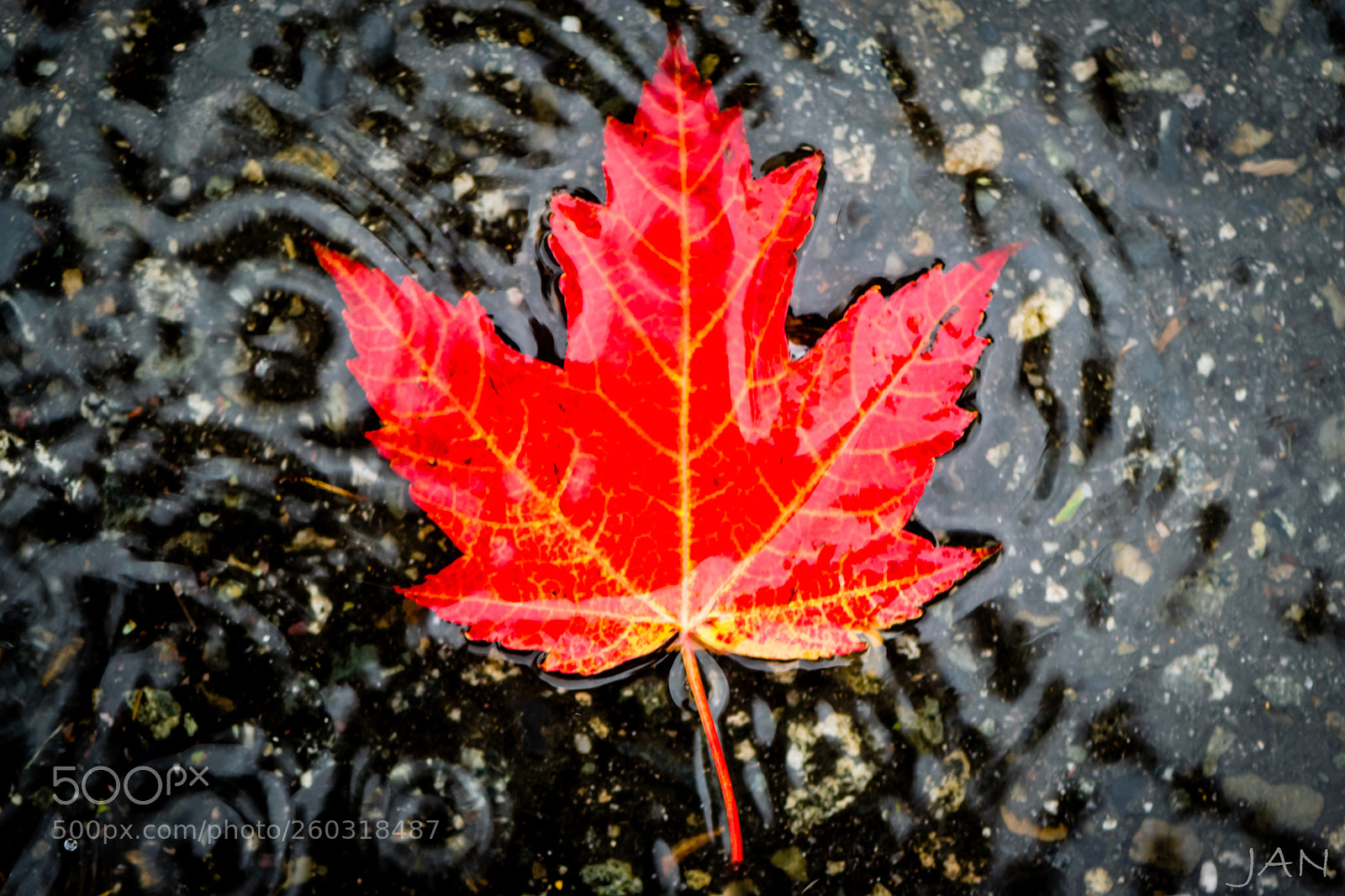 Nikon D3300 sample photo. Drifting maple leaf photography