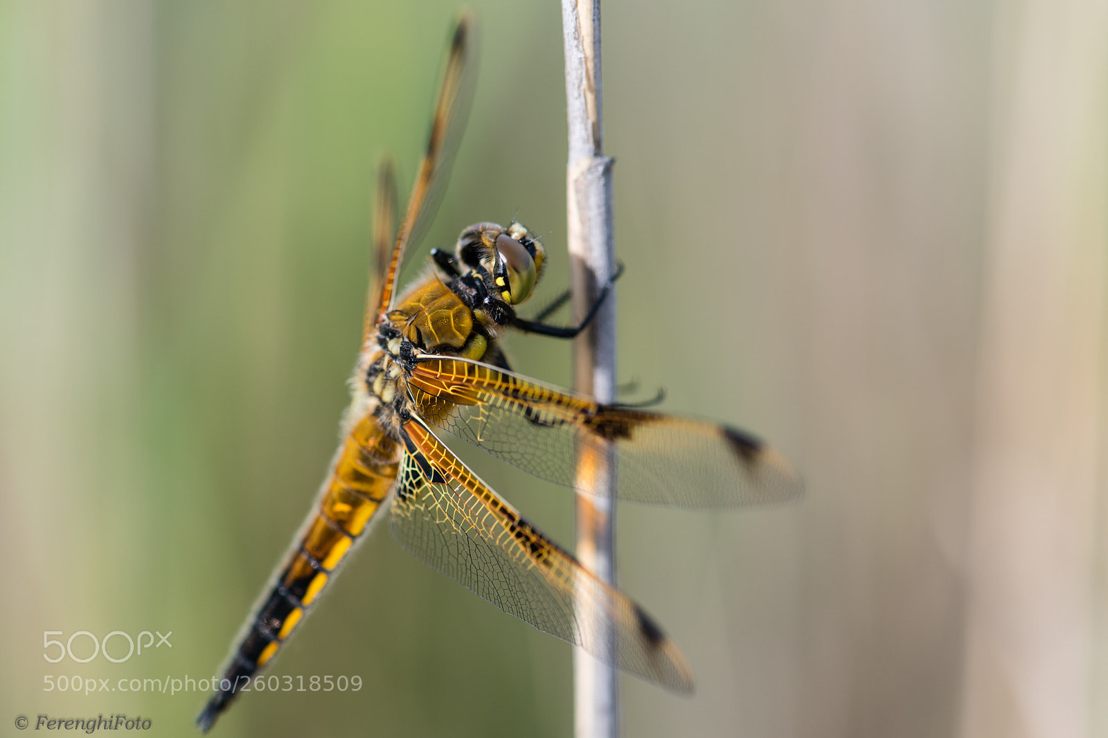 Nikon D850 sample photo. Vierfleck (libellula quadrimaculata) photography