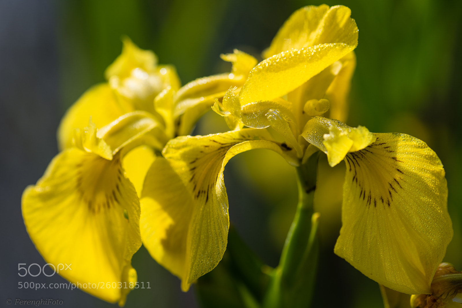 Nikon D850 sample photo. Gelbe schwertlilie photography