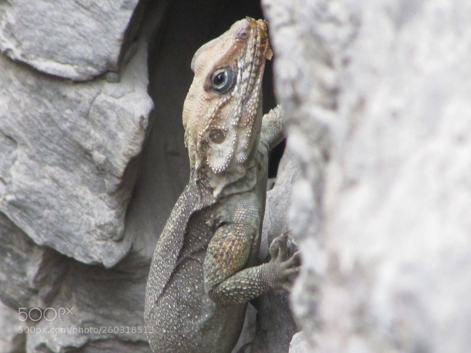 Canon PowerShot SX500 IS sample photo. Untitled photography