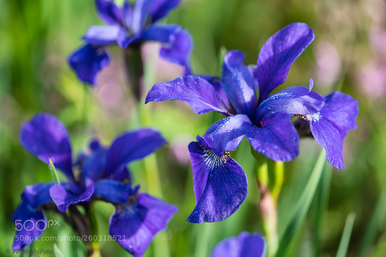 Nikon D850 sample photo. Blaue schwertlilie photography