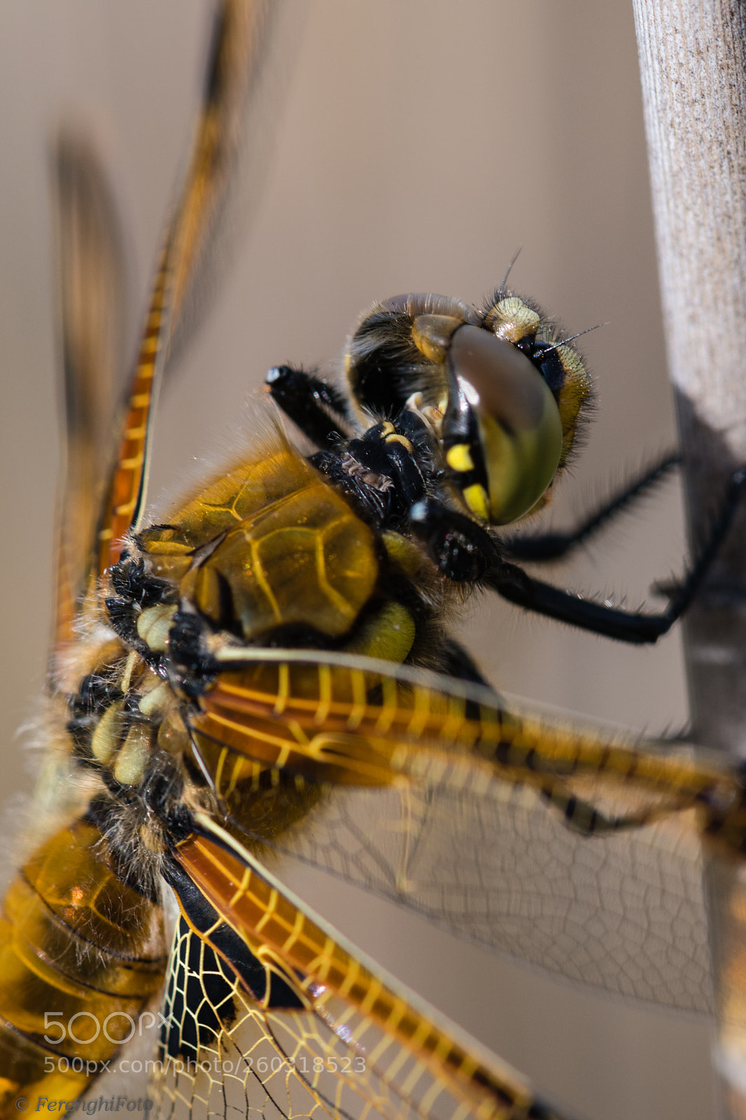 Nikon D850 sample photo. Vierfleck (libellula quadrimaculata) photography
