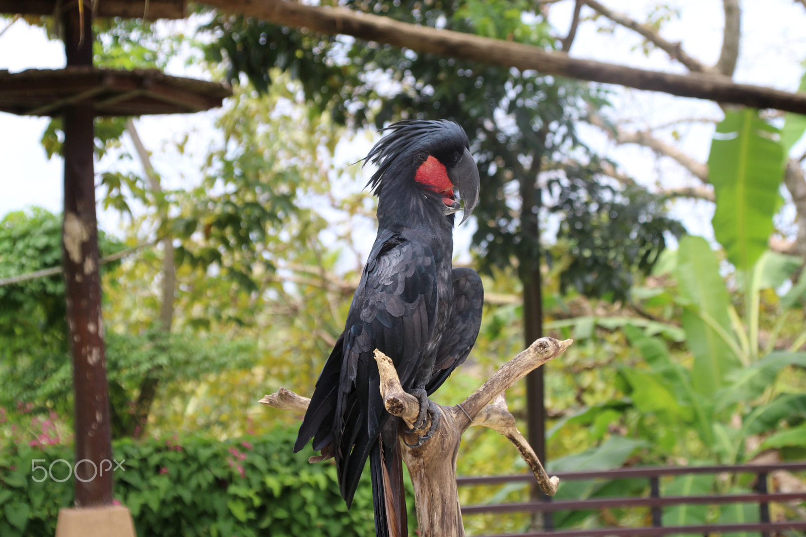 Canon EOS 700D (EOS Rebel T5i / EOS Kiss X7i) + Canon TS-E 90mm F2.8 Tilt-Shift sample photo. Burung di bali zoo photography