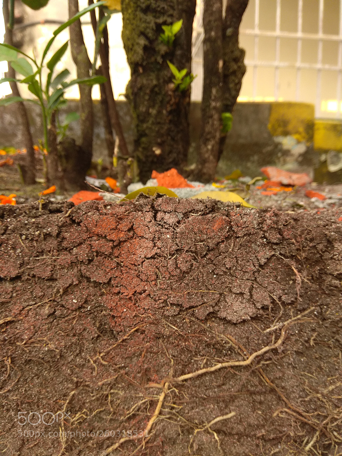 Xiaomi Redmi Note 4 sample photo. Untitled photography