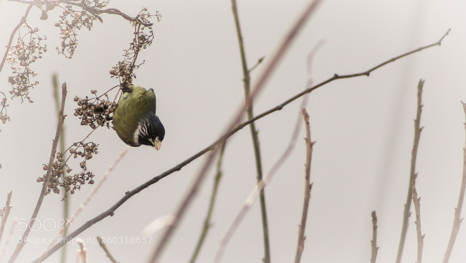 Canon EOS 600D (Rebel EOS T3i / EOS Kiss X5) sample photo. 找食 photography